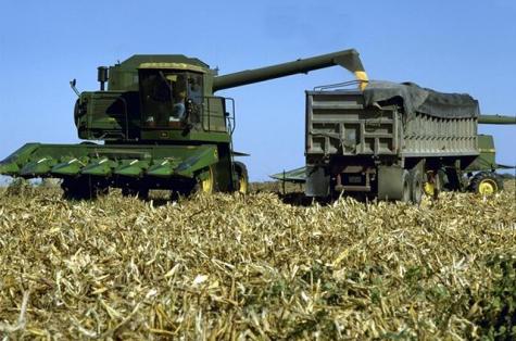 corn harvesting