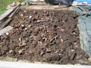 Cut seed potatoes are sitting on top of the dirt waiting to be planted.