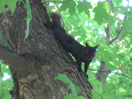 Black squirrel 